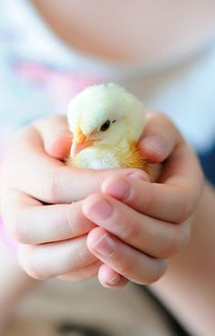 a child holding a small yellow and white bird in their hands