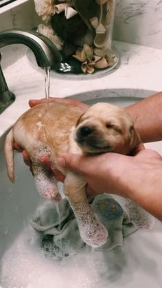 a person holding a puppy in a sink with soap on it's head and water running from the faucet