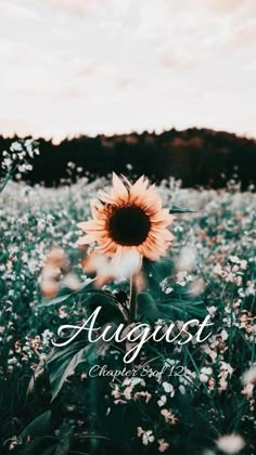 a sunflower in the middle of a field with words that say august on it