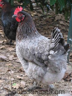 two chickens standing next to each other on top of a dirt ground covered with leaves