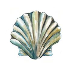 an image of a seashell on a white background