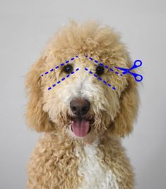 a dog with blue scissors on its head