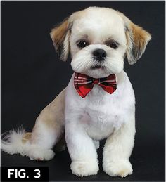 a small white dog with a red bow tie sitting in front of a black background