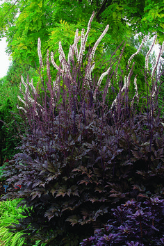 a purple bush in the middle of a garden