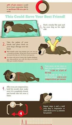 an info poster showing how to use the air mattress for dogs and their owner's needs