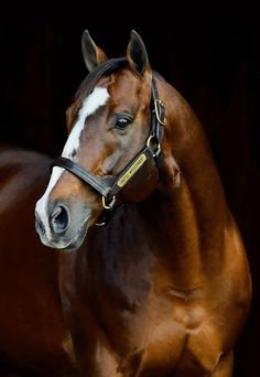 a brown and white horse standing on top of a black ground with it's head turned to the side