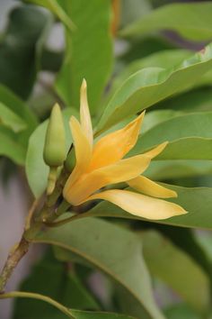 a yellow flower is blooming on a tree branch with green leaves in the background