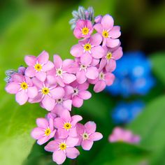 small pink flowers with yellow centers on green leaves