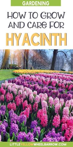 purple and pink flowers with the title gardening how to grow and care for hyacinth