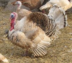 two turkeys in a pen with hay and other birds around them on the ground