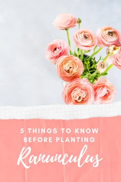 pink flowers in a vase with the words 5 things to know before planting ranunculas