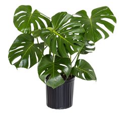 Add a touch of the tropics to your space with the low-maintenance Monstera Deliciosa. This compact plant grows to a height of 12-14 inches, making it perfect for desks, shelves, or smaller rooms. Known for its iconic split leaves, the Monstera Deliciosa is a visually appealing addition to any home. Thriving in bright, indirect light, this plant requires moderate watering. Enjoy the benefits of a pet-friendly, air-purifying plant that adds a touch of exotic elegance to your surroundings. United N Monstera Deliciosa Indoor, Tiered Plant Stand Indoor, Split Leaf Philodendron, Big Leaf Plants, Low Maintenance Indoor Plants, Tall Plant Stands, Swiss Cheese Plant, Philodendron Monstera, Cheese Plant