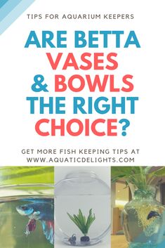 an advertisement for aqua aquarium keepers with the words are beta vases and bowls the right choice?