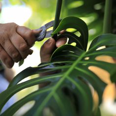 How to Prune a Monstera Deliciosa AllotInABox Trim