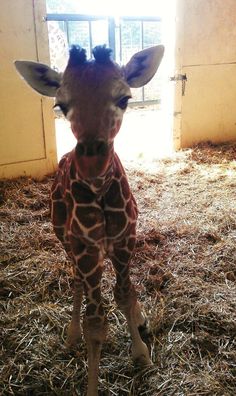 a baby giraffe is standing in the hay