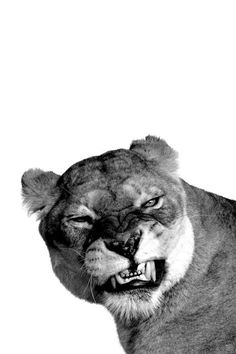 a black and white photo of a lion with its mouth open