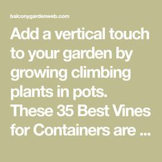 the text reads add a vertical touch to your garden by growing climbing plants in pots these 35 best vines for containers are