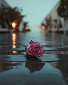 a single pink rose sitting on top of a wet surface