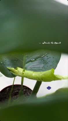 a green plant with water drops on it