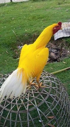 a yellow bird with white feathers standing on top of a wire basket in the grass