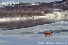 a dog walking across snow covered ground next to water