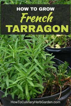 how to grow french tarragon in containers with text overlay that reads, how to grow french tarragon