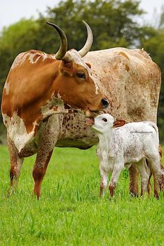 a mother cow and her baby are standing in the grass