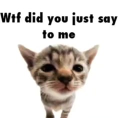 a cat that is standing up with the words wft did you just say to me?