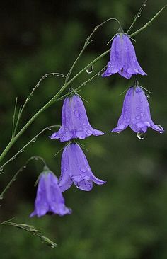 purple flowers with drops of water on them