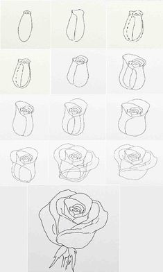 how to draw a rose step by step