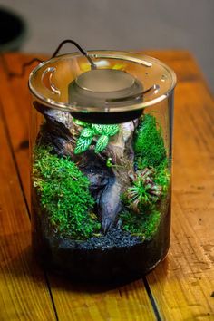 a jar filled with plants and rocks on top of a wooden table