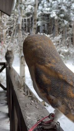 an owl sitting on top of a wooden bench in the snow with trees behind it