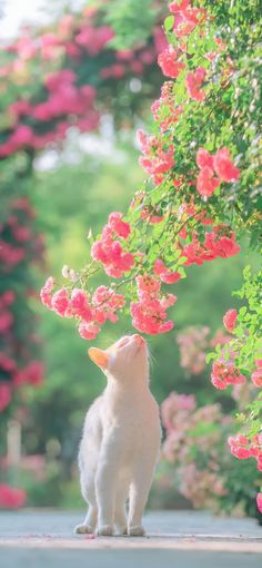 a white cat sitting on top of a sidewalk next to pink flowers and greenery