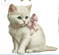 a white cat with a pink bow on its neck