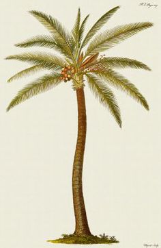 a drawing of a palm tree on a white background