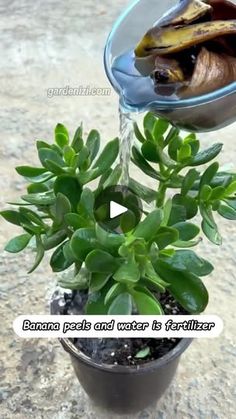 a potted plant with water pouring out of it's top and the words banana peels and water in front of it