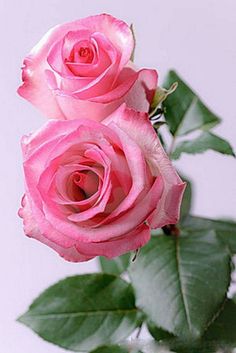 two pink roses with green leaves in a vase