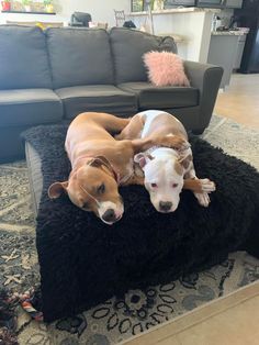 two dogs laying on top of a black rug