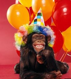 a monkey wearing a party hat sitting on the ground with balloons in the background that says, hep hip hoera geefitterd