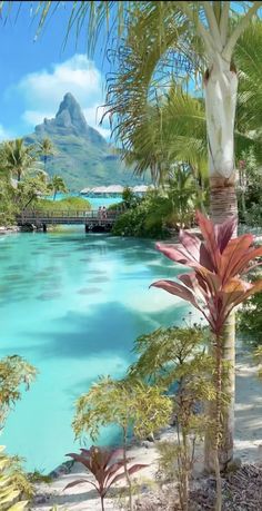 the water is blue and clear with palm trees