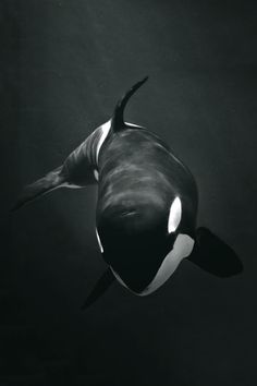 an orca swimming in the water with its mouth open