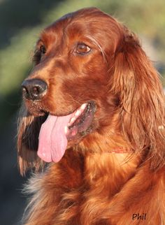 a close up of a dog with its tongue out