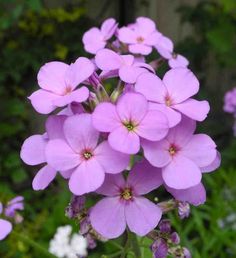 purple flowers are blooming in the garden