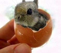 a small bird sitting inside of an egg shell