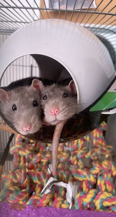 two mice in a cage with donuts on the floor and one is looking at the camera