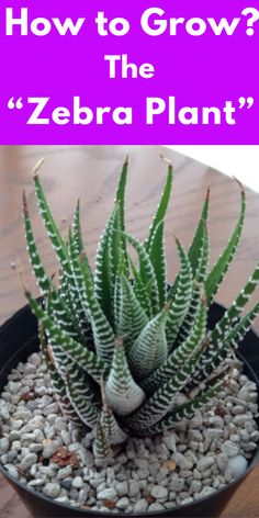 Haworthia fasciata “Zebra Plant” Zebra Plant Succulents, Zebra Haworthia Care, Haworthia Zebra Plant, Zebra Plant Care, Zebra Succulent, Zebra Haworthia, Succulent Haworthia