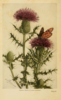 an orange butterfly sitting on top of a purple thistle flower next to another pink plant