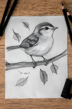 a pencil drawing of a bird on a branch