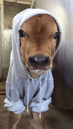 a baby cow wearing a hoodie standing in front of a metal tank and looking at the camera