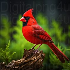 Cardinal Photography, Cardinal Female, Cardinal Pictures, Cardinals Birds, Different Types Of Animals, Bird Identification, American Indian History, Christmas Cardinals